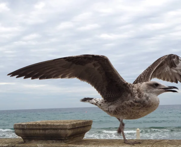 Closeup of a seagull, flapping wings, preparing for flight
