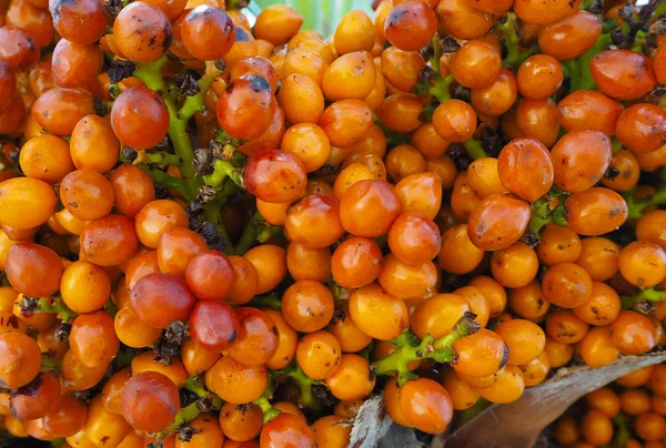 Olgun turuncu (meyve) palmiye ağaçları, yakın çekim doku çilek