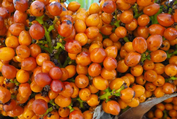 Reife Orangenbeeren Früchte Palmen Hautnahe Konsistenz lizenzfreie Stockbilder