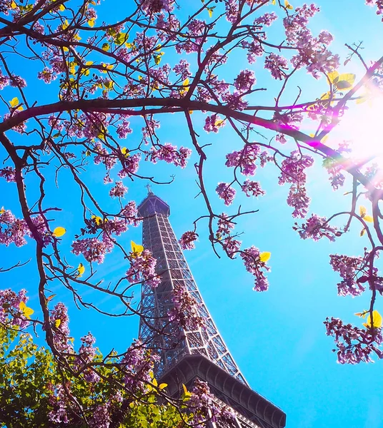 Paris, Eiffel tower on a background of pink flowers, magnolias, green trees. Spring in Paris