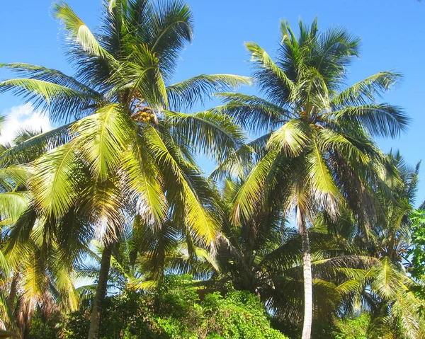 Vackra Höga Kokos Palmer Karibien Dominikanska Republiken Djungel Landskap Exotiska — Stockfoto