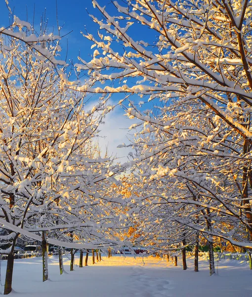 Árvores Ramos Árvores Após Uma Queda Neve Neve Inverno Fundo — Fotografia de Stock