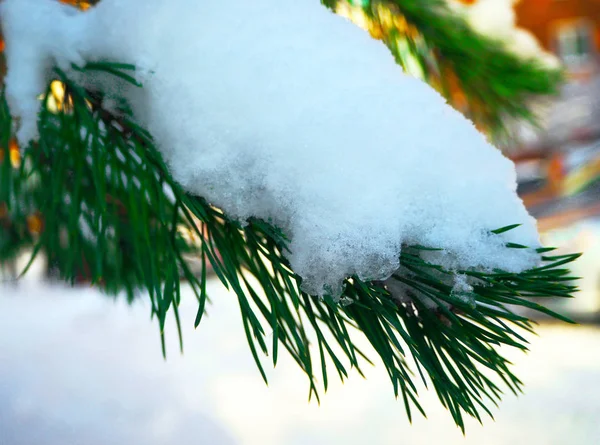 Drzewo Sosny Pokryte Gołoledzi Śnieg Zbliżenie — Zdjęcie stockowe