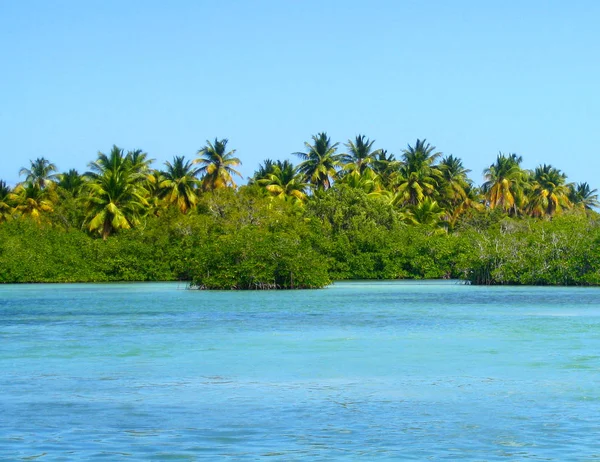 mangrov orman Saona Adası, Del Este Milli Parkı, Caribbean, Atlantik Okyanusu, Dominik Cumhuriyeti
