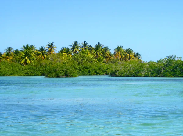 Mangrove Bossen Palmboom Mangrovebossen Het Caribisch Gebied Dominicaanse Republiek — Stockfoto