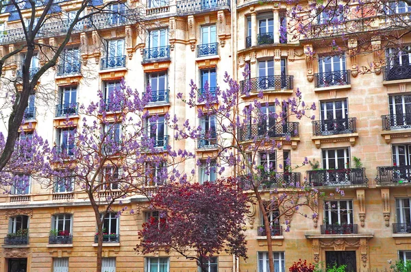 Paris. The facade of a typical house with trees, wisteria in the courtyard