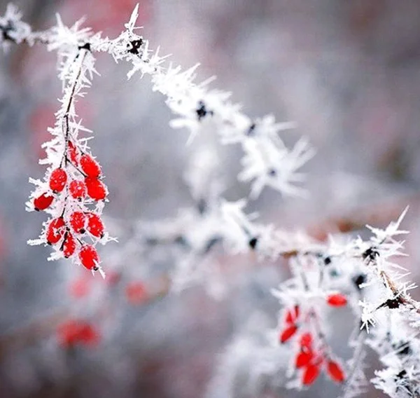 Bayas Rojas Viburnum Rama Cubiertas Escarcha Cerca — Foto de Stock