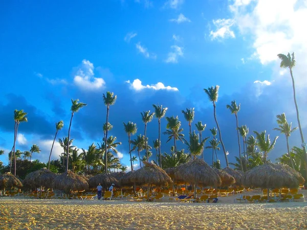 Palma Esotica Alta Una Delle Spiagge Caraibiche Isola Dei Caraibi — Foto Stock