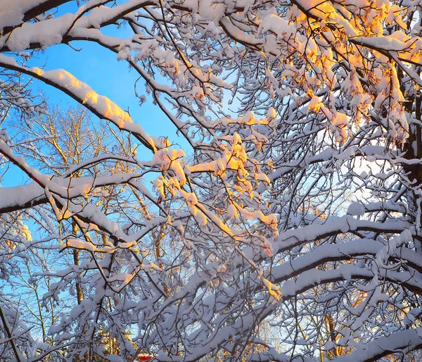 Árvores Ramos Árvores Após Uma Queda Neve Neve Inverno Fundo — Fotografia de Stock