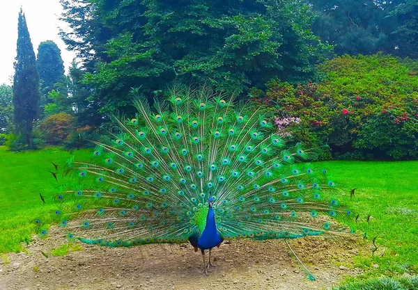 Beau Paon Coloré Avec Queue Brillante Dans Parc — Photo