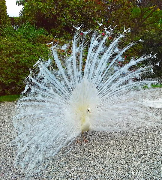 Beautiful White Peacock Park Botanical Garden Italy — Stock Photo, Image
