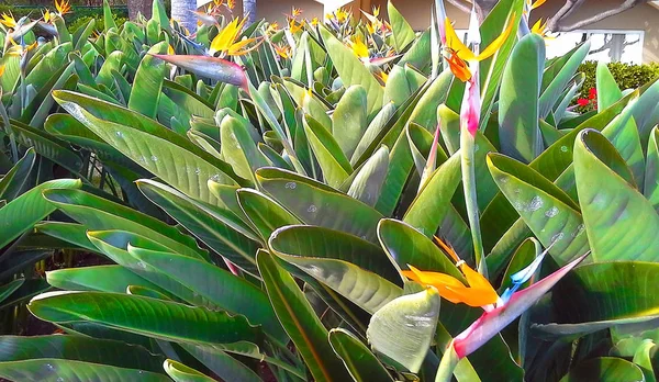 Strelitzia Reginae flower  (bird of paradise flower). Madeira island