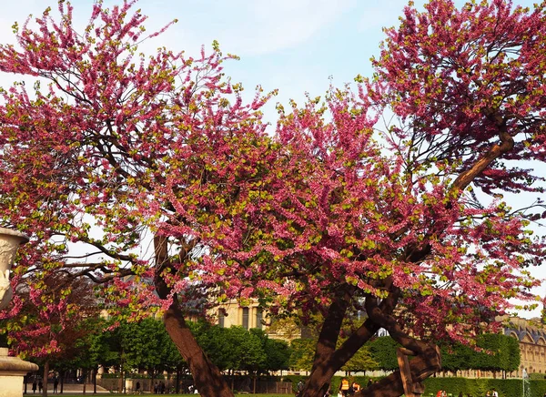 Прикраса Сад Тюїльрі Парижі — стокове фото