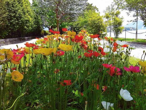 güzel renkli park haşhaş çiçekler Isola Madre, Borromean Adaları, Stresa, Piedmont, Lombardiya, İtalya