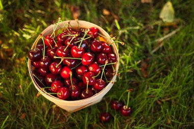 Yeşil çimenlerin üzerinde tatlı olgun kiraz sepetle