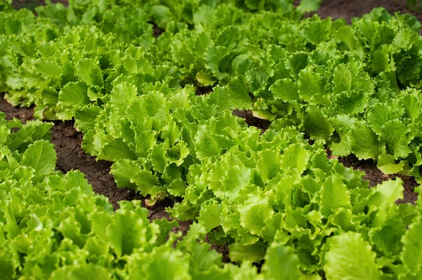 Bir bahçe büyüyen organik tazelik marul