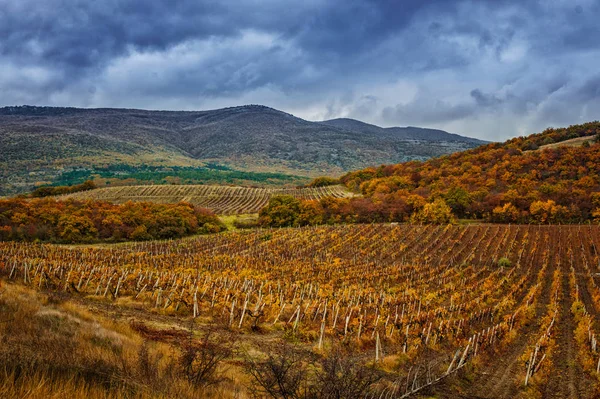 雨の雲と秋のブドウ畑 — ストック写真