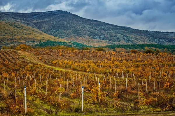 Vigneti Autunno Con Nuvole Piovose — Foto Stock