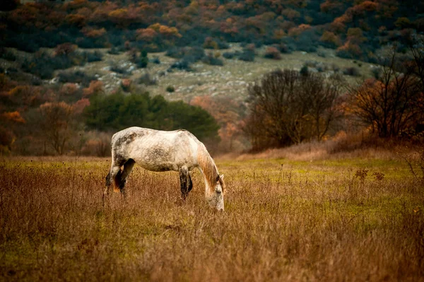 Cheval Noir Blanc Dresse Sur Champ Sur Fond Bois Automne — Photo