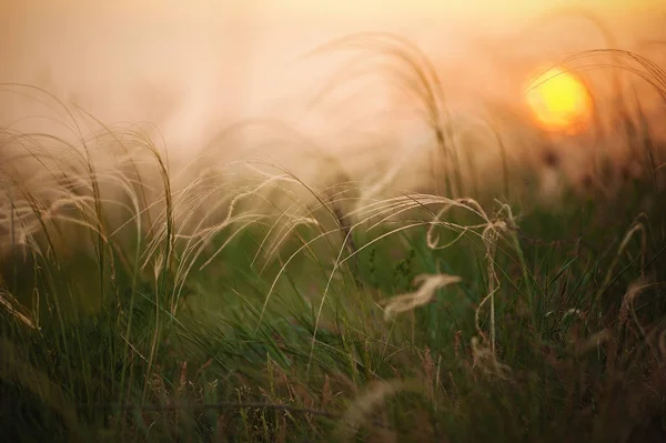 Federgras Mit Dem Gegenlicht Des Sonnenlichts Sonnenuntergang Abstraktes Hintergrundkonzept — Stockfoto