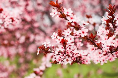 Kiraz çiçekleri, pembe çiçekler bahar. Yeşil çimen