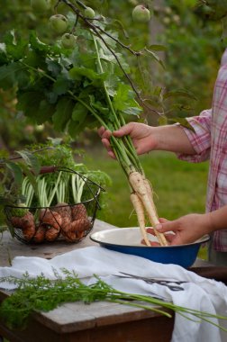 Kadın çamaşır yabani havuç kök tops Bahçe ile