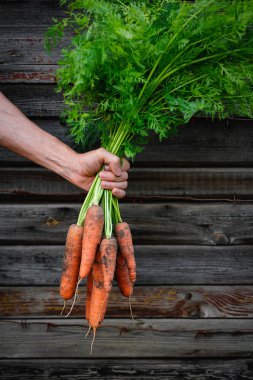Erkek bir grup havuç üst kısımları ile tutarak.