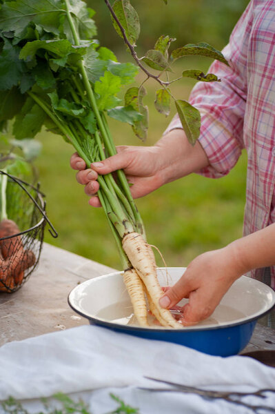 Woman washing parsnip root with tops in the garden