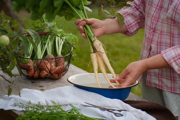 Kadın çamaşır yabani havuç kök tops Bahçe ile