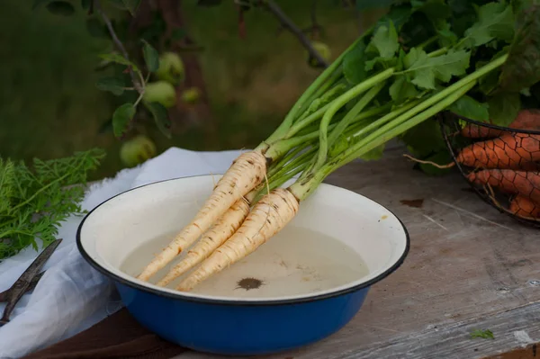 Parsnips, ilk bahar yaz kırpma. Sağlıklı gıda, Bahçe.