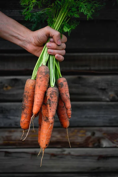 Male holding a bunch with tops of carrots. — Stock Photo, Image
