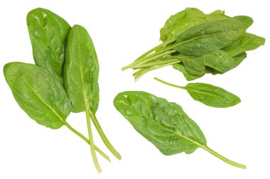 çiğ ıspanak koleksiyonu beyaz arka plan üzerinde izole