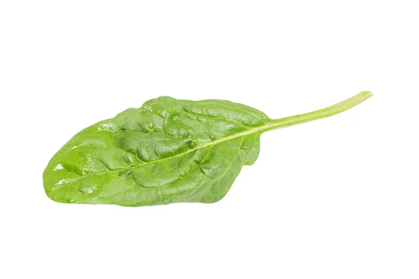 Single fresh spinach leaf isolated on white background — Stock Photo, Image