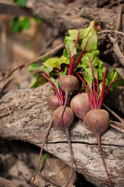 Bouquet de betteraves biologiques fraîches sur fond de bois. Concept de régime, cru, repas végétarien. Ferme, rustique et de style champêtre — Photo