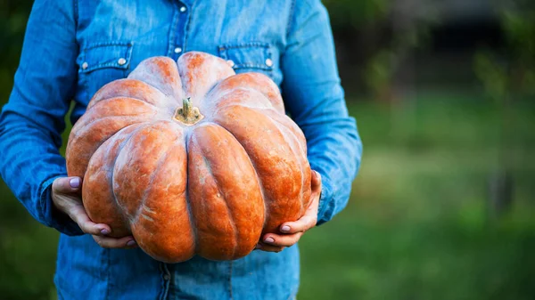 Mavi gömlekli yaşlı kadın bahçede bir balkabağı tutuyor. Yakın plan.
