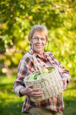 Yeşil elmalı hasır sepeti tutan yaşlı kadın. Sonbahar Hasadı