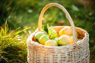 Bahçesinde yeşil elmalar olan bir sepet.