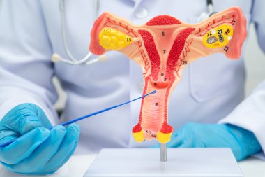 Vajinal ve rahim boynu sıvısı testi için rahmi tutan doktor doğum ve jinekolojiyi kontrol etti..