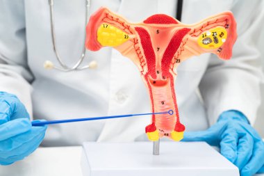 Vajinal ve rahim boynu sıvısı testi için rahmi tutan doktor doğum ve jinekolojiyi kontrol etti..