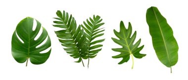 Muz, palmiye ve canavar yeşil yapraklı tropikal bitki beyaz arka planda izole edilmiş..