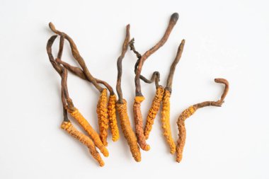 Cordyceps sinensis ya da Ophiocordyceps sinensis beyaz arka planda izole edilmiş, mantar bitkisi tedavisi.
