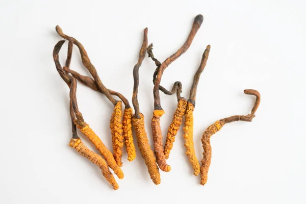 Cordyceps sinensis ya da Ophiocordyceps sinensis beyaz arka planda izole edilmiş, mantar bitkisi tedavisi.