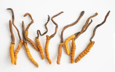 Cordyceps sinensis ya da Ophiocordyceps sinensis beyaz arka planda izole edilmiş, mantar bitkisi tedavisi.