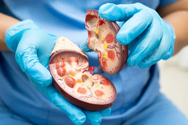 Kronik böbrek hastalığı, idrar sistemi, üroloji, tahmini küresel filtreleme oranı eGFR.