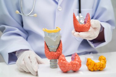 Hipertiroidizm, aşırı aktif tiroid, tiroid lenfoma, tiroid bezi olan Asyalı doktor, hastanede insan anatomisi modeli..
