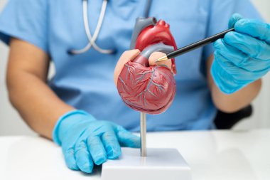 Kardiyovasküler hastalık CVD, hastanede tedavi gören hasta için kalp insan modeli anatomisi olan doktor.