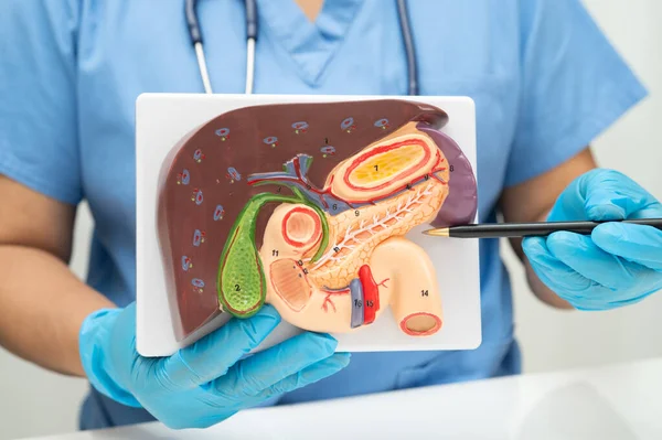 Safra kesesi, pankreas dalağı ve onikiparmak bağırsağı olan karaciğer, Asyalı doktor hastanede teşhis ve tedavi için insan anatomisi modeli tutuyor..