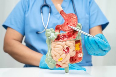 Midesi ve bağırsağı olan sindirim sistemi, Asyalı doktor hastanede teşhis ve tedavi için insan anatomisi modeli tutuyor..