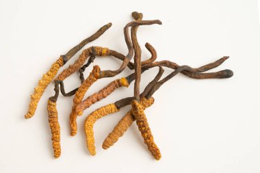 Cordyceps sinensis ya da Ophiocordyceps sinensis beyaz arka planda izole edilmiş, mantar bitkisi tedavisi.