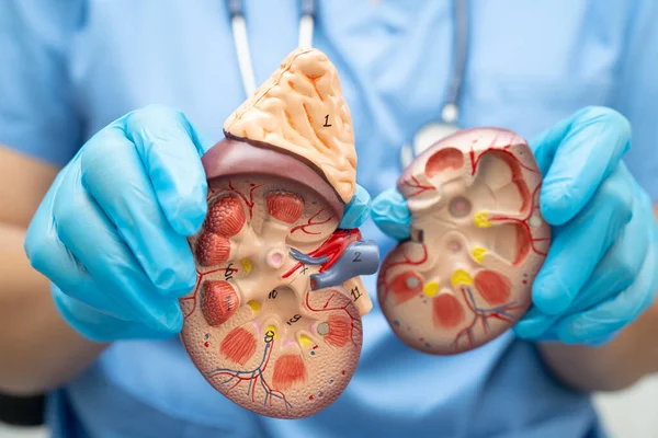 Kronik böbrek hastalığı, idrar sistemi, üroloji, tahmini küresel filtreleme oranı eGFR.